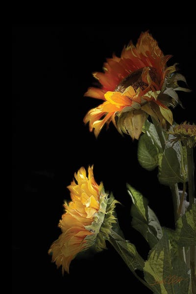 Sunflower Black by Linda Olsen framed wall art