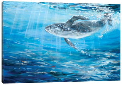 Humpback Cruising Canvas Art Print - Linda Olsen