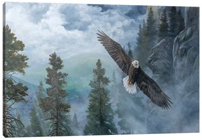 Soaring High II Canvas Art Print - Eagle Art