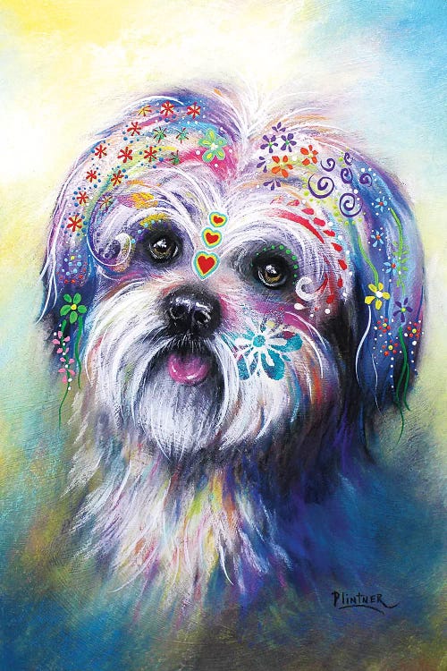 Boho Shih Tzu