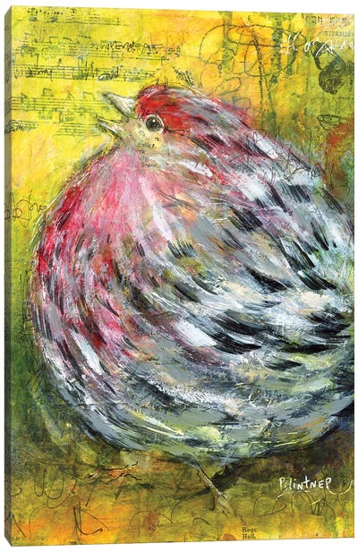 House Finch Canvas Art Print - Patricia Lintner