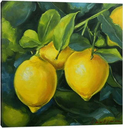 Lemons On A Branch Canvas Art Print - Jane Lantsman