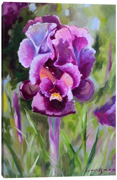 Purple Iris In The Garden Canvas Art Print - Jane Lantsman