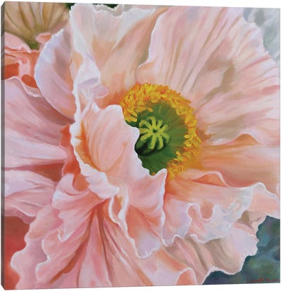 Delicate Poppy Canvas Art Print - Jane Lantsman
