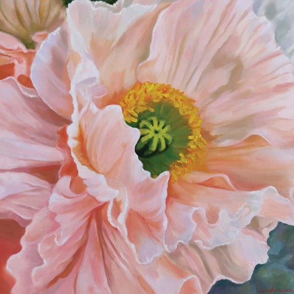 Poppies: Delicate Poppy by Jane Lantsman