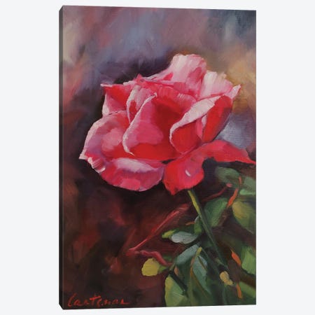 Pink Rose Canvas Print #LNX83} by Jane Lantsman Canvas Art Print
