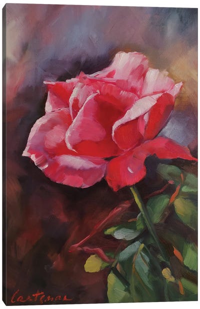 Pink Rose Canvas Art Print - Jane Lantsman