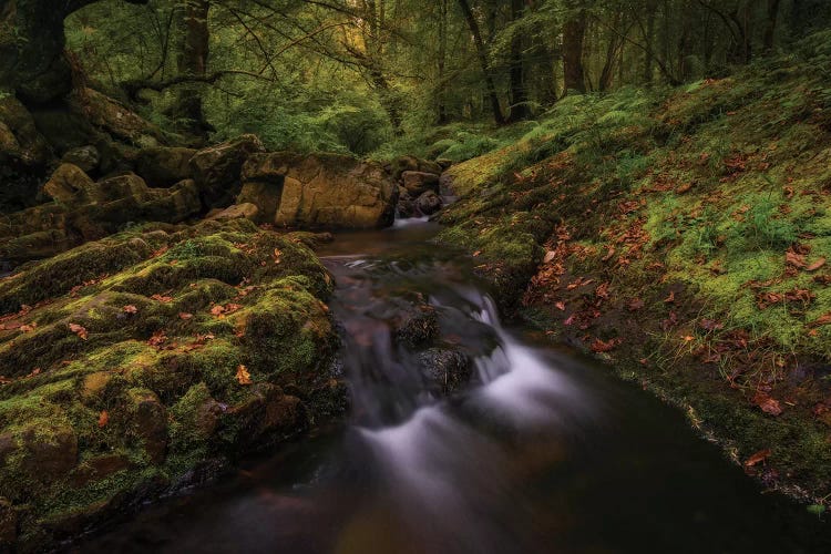 Deep Into The Forest by Sergio Lanza wall art