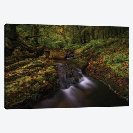 Deep Into The Forest Canvas Print #LNZ112} by Sergio Lanza Canvas Art