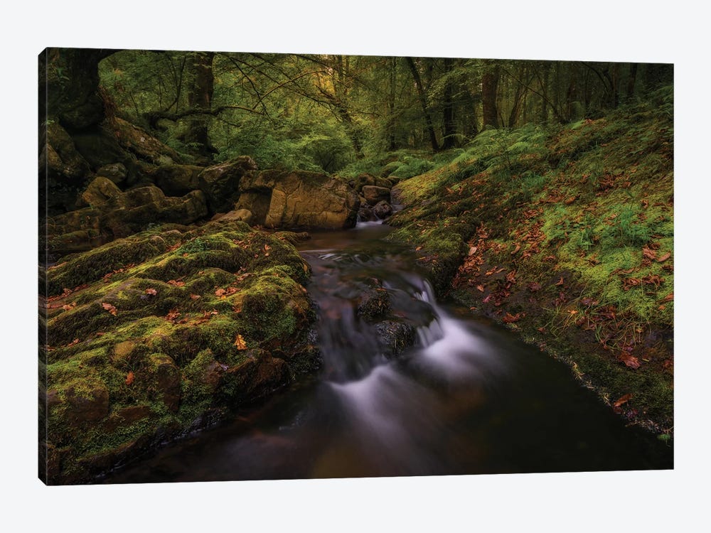 Deep Into The Forest by Sergio Lanza 1-piece Canvas Artwork