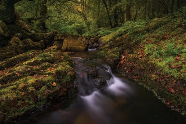 Sergio Lanza: Deep Into The Forest by Sergio Lanza