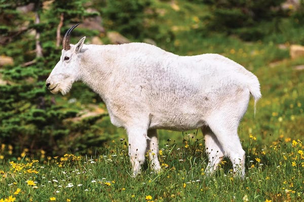 Sergio Lanza: Glacier Goat by Sergio Lanza