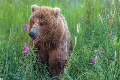 Grizzly Sow by Sergio Lanza canvas print