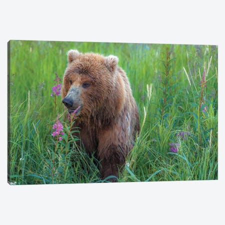 Grizzly Sow Canvas Print #LNZ130} by Sergio Lanza Canvas Artwork
