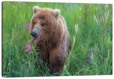 Grizzly Sow Canvas Art Print - Sergio Lanza