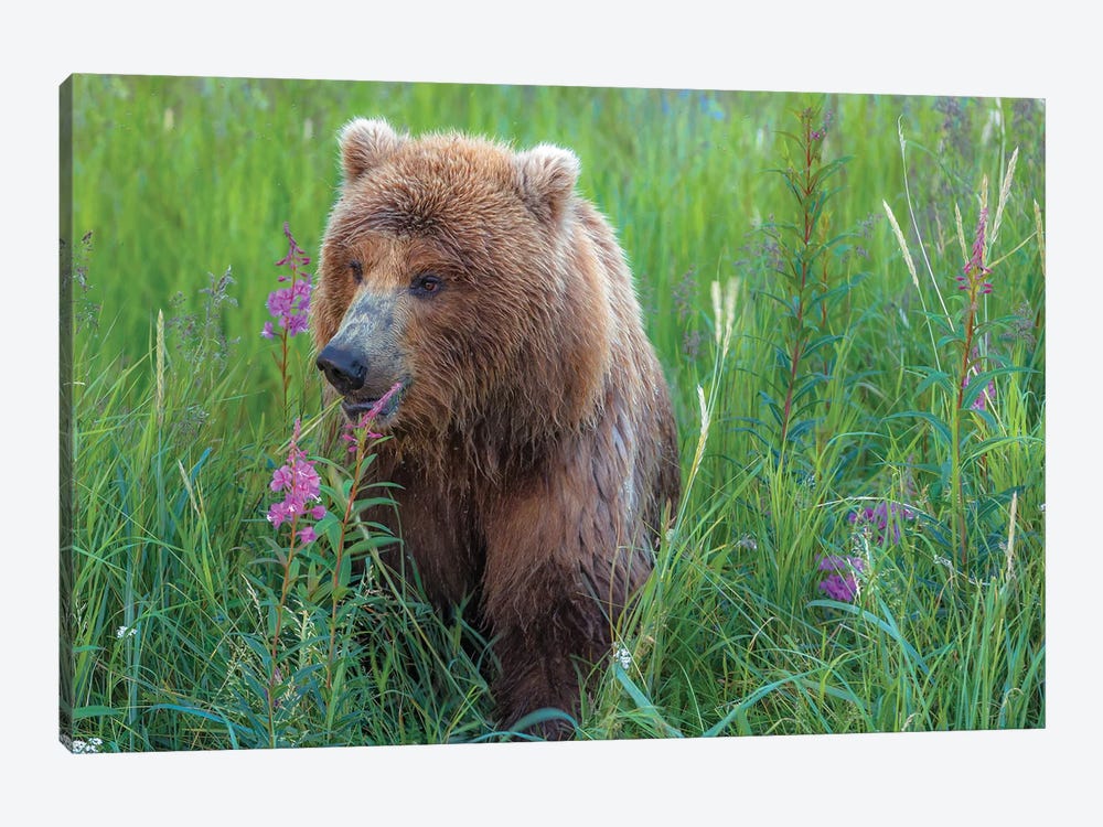 Grizzly Sow by Sergio Lanza 1-piece Canvas Wall Art