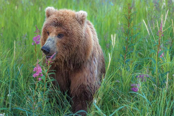 Sergio Lanza: Grizzly Sow by Sergio Lanza