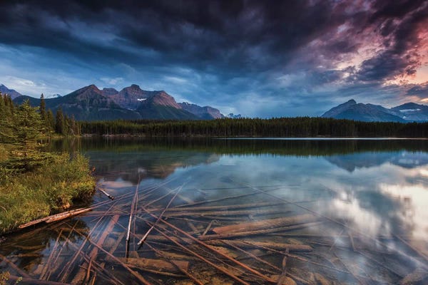 Sergio Lanza: Herbert Logs by Sergio Lanza