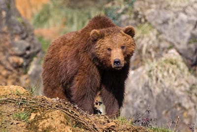 Looking by Sergio Lanza framed canvas print