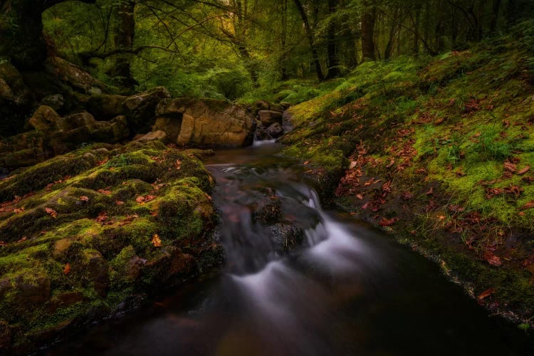 Forest Treasures by Sergio Lanza wall art