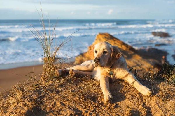 Sergio Lanza: Nala by Sergio Lanza