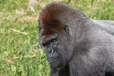 Nikki by Sergio Lanza acrylic art print