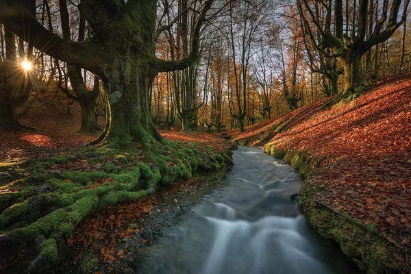 Sergio Lanza: Otzarreta, Spain II by Sergio Lanza