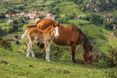 Picos de Europa by Sergio Lanza art print