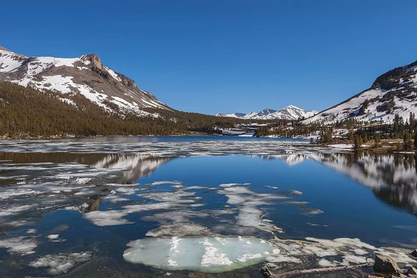 Sergio Lanza: Taiga by Sergio Lanza