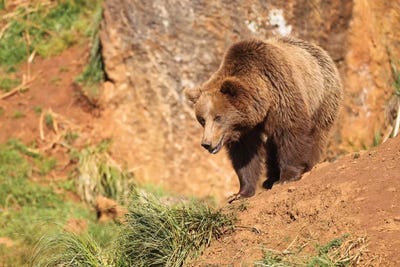 The Bear by Sergio Lanza art print