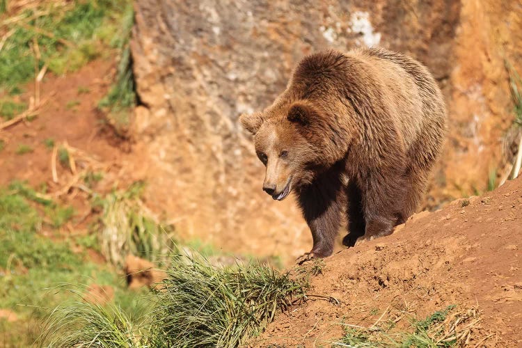 The Bear by Sergio Lanza wall art