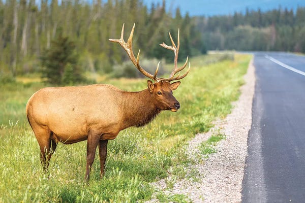 Sergio Lanza: The Elk by Sergio Lanza