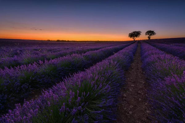 Sergio Lanza: Lavender Lines by Sergio Lanza