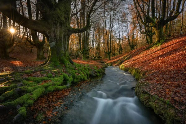 Sergio Lanza: Magical Forest by Sergio Lanza