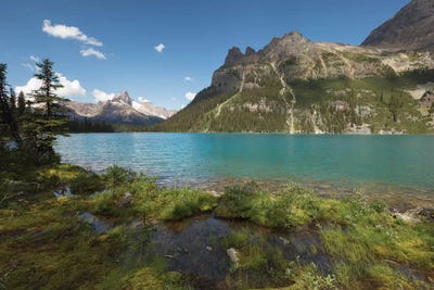 Wilderness by Sergio Lanza canvas print