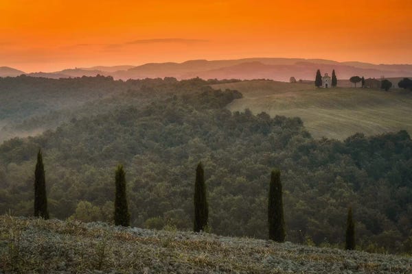 Cypress Trees: Tuscany by Sergio Lanza