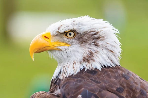 Sergio Lanza: Baldie by Sergio Lanza