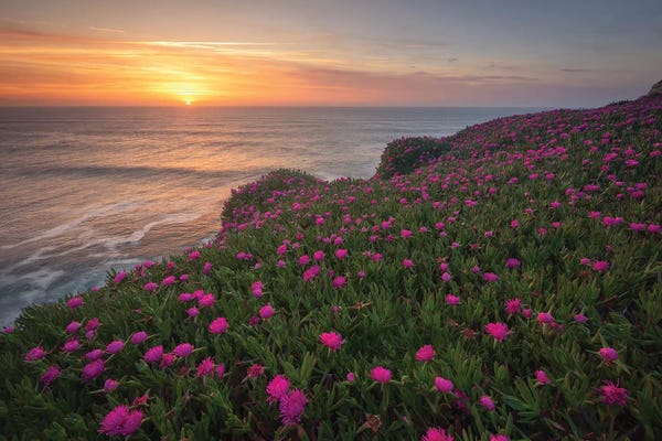 Black: Blooming Times by Sergio Lanza