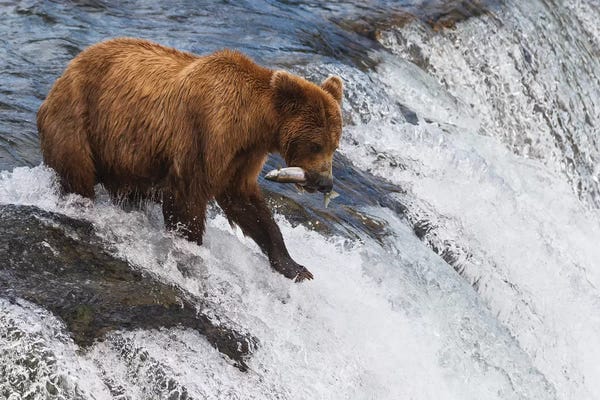 Sergio Lanza: Brooks Falls by Sergio Lanza