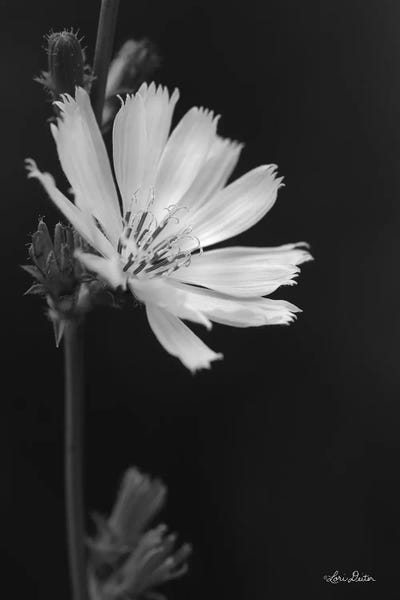 Lori Deiter: Flower Petal Wishes  by Lori Deiter