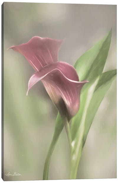 Pink Calla Lily Canvas Art Print - Lori Deiter