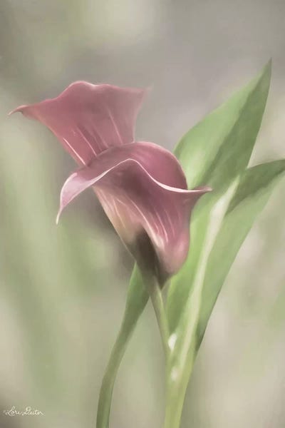 Lilies: Pink Calla Lily by Lori Deiter