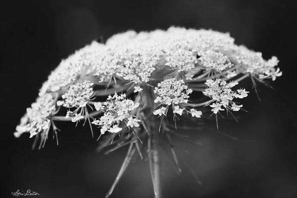 Floral Close-Ups: Queen Anne's Lace by Lori Deiter