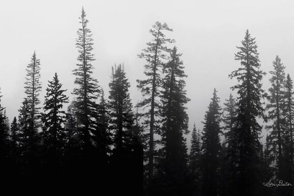 Evergreen Trees: Rocky's Trees by Lori Deiter