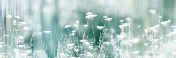 Lori Deiter: Dreamy Meadow by Lori Deiter