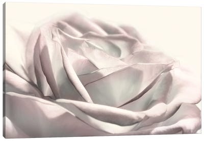 Blush Rose II Canvas Art Print - Lori Deiter