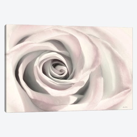 Blush Rose III Canvas Print #LOD334} by Lori Deiter Canvas Art Print