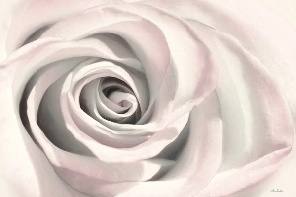 Lori Deiter: Blush Rose III by Lori Deiter