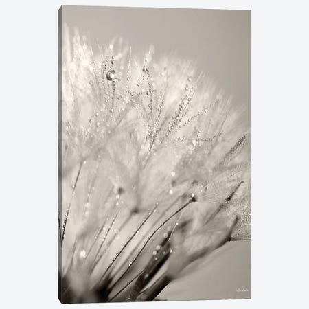 Dandelion Jewels I Canvas Print #LOD335} by Lori Deiter Canvas Print