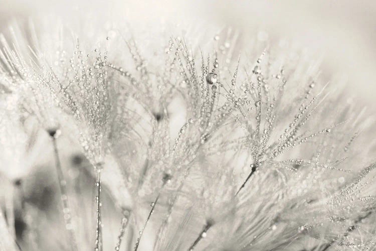 Dandelion Jewels II